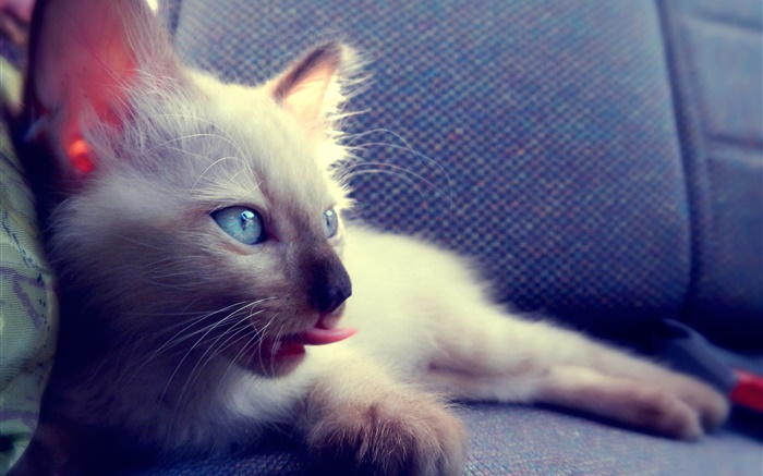 Azul, olhos, gato, cadeira Papéis de Parede, imagem