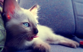 Azul, olhos, gato, cadeira