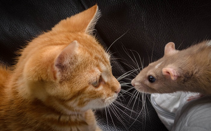 Gato e rato face a face Papéis de Parede, imagem