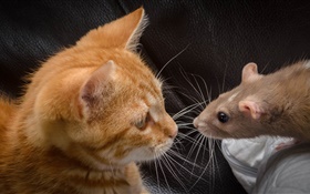 Gato e rato face a face