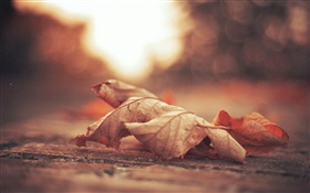 Folha seca, estrada, outono