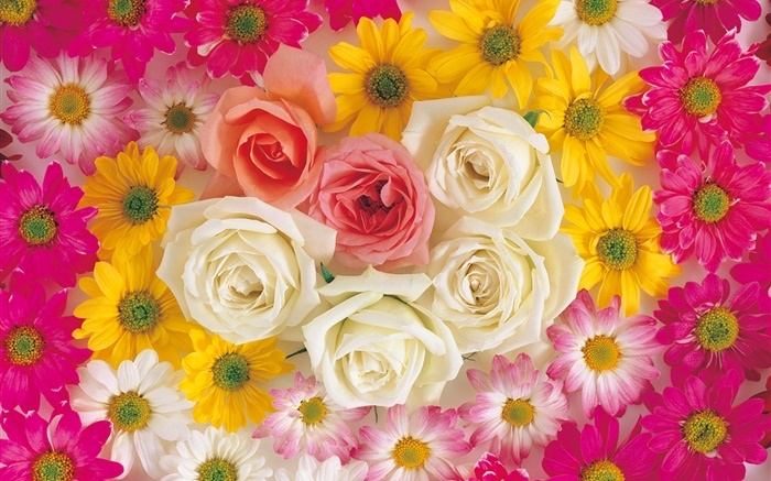Muitas flores, rosa, camomila Papéis de Parede, imagem