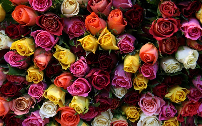 Muitas flores cor-de-rosa, cores diferentes Papéis de Parede, imagem