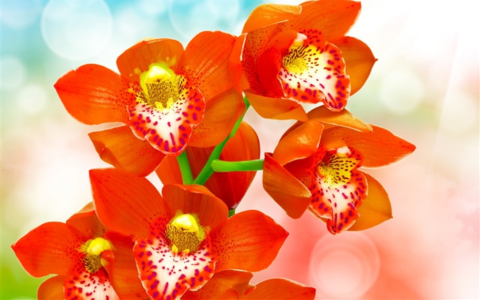 Laranja, pétalas, orquídea Papéis de Parede, imagem