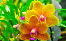 Laranja, phalaenopsis, orquídea, folhas HD Papéis de Parede