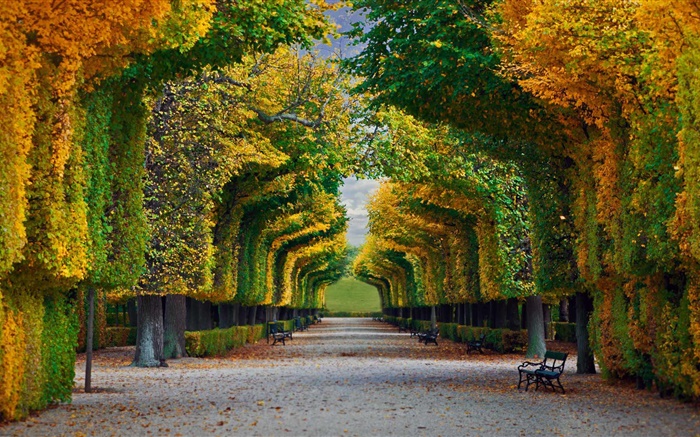 Parque, árvores, estrada, banco, outono Papéis de Parede, imagem