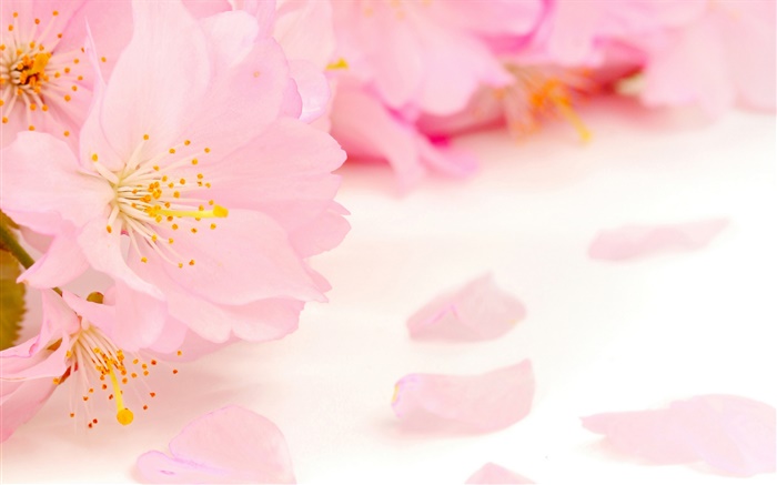 Rosa, maçã, flores, close-up Papéis de Parede, imagem