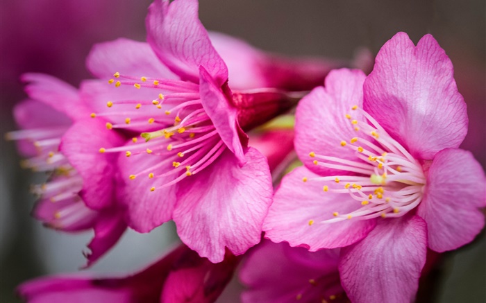 Pink flores macro fotografia, pistilo Papéis de Parede, imagem