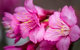 Pink flores macro fotografia, pistilo HD Papéis de Parede