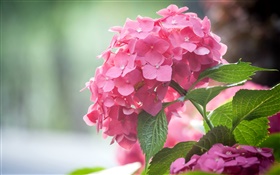 Flores cor-de-rosa do hydrangea, folhas