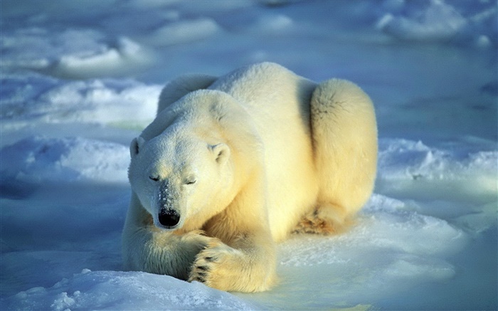 Urso polar no sono Papéis de Parede, imagem