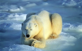 Urso polar no sono