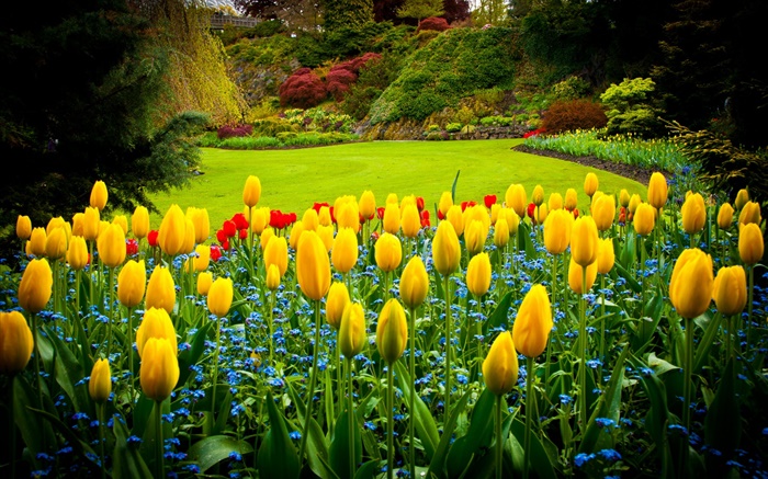 Queen Elizabeth Park, Canadá, tulipas amarelas, gramado Papéis de Parede, imagem