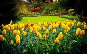 Queen Elizabeth Park, Canadá, tulipas amarelas, gramado