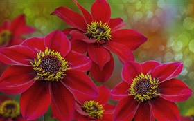 Flores vermelhas macro fotografia, pétalas, pistilo
