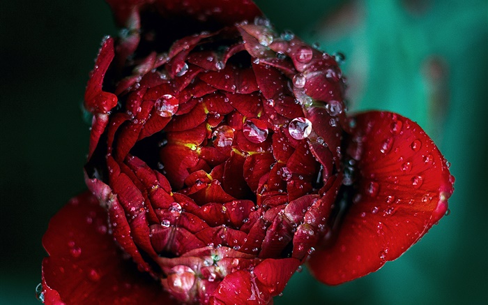Vermelho, rosÈ, flor, close-up, orvalho Papéis de Parede, imagem