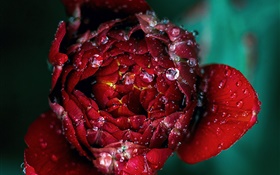 Vermelho, rosÈ, flor, close-up, orvalho