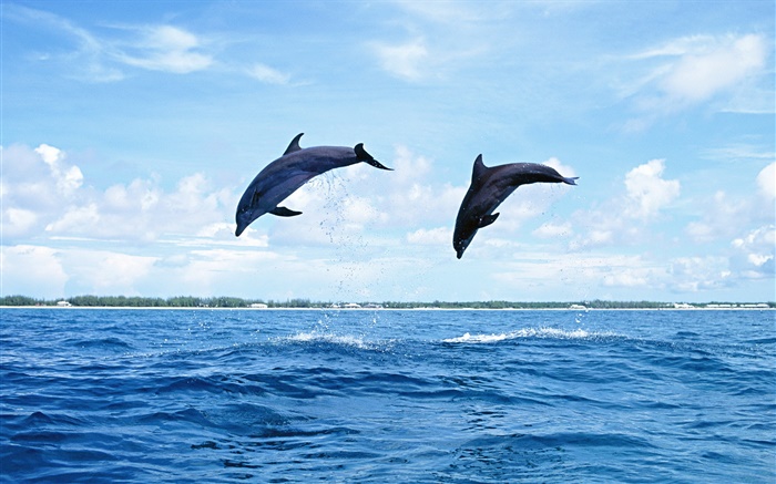 Mar, animais, golfinhos, pular Papéis de Parede, imagem