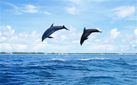Mar, animais, golfinhos, pular HD Papéis de Parede