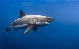 Tubarão, mar azul HD Papéis de Parede