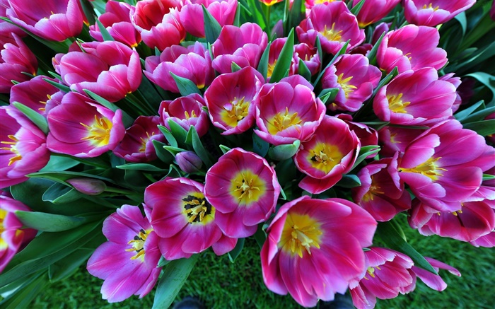 Flores da mola, tulipas roxas Papéis de Parede, imagem
