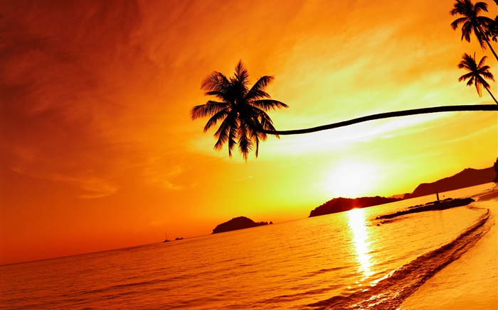 Tropical praia pôr do sol, palmeira, Tailândia Papéis de Parede, imagem