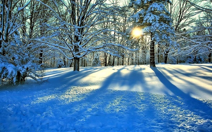 Inverno, neve, árvores, raios de sol Papéis de Parede, imagem