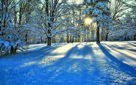 Inverno, neve, árvores, raios de sol HD Papéis de Parede