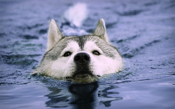 Lobo nadar na água Papéis de Parede, imagem