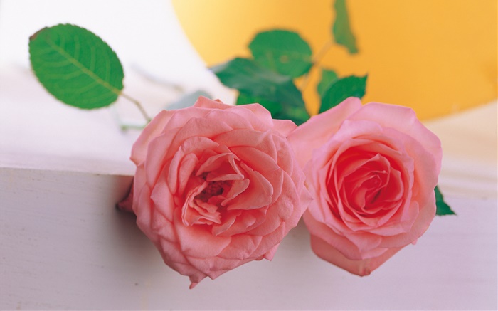 Um par de rosa rosa Papéis de Parede, imagem