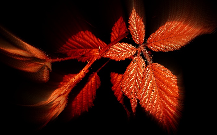 Outono, folhas vermelhas, fundo preto Papéis de Parede, imagem