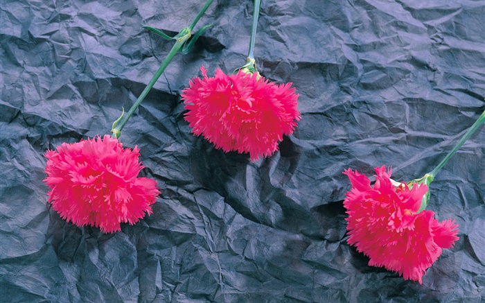Cravos, flores rosa Papéis de Parede, imagem