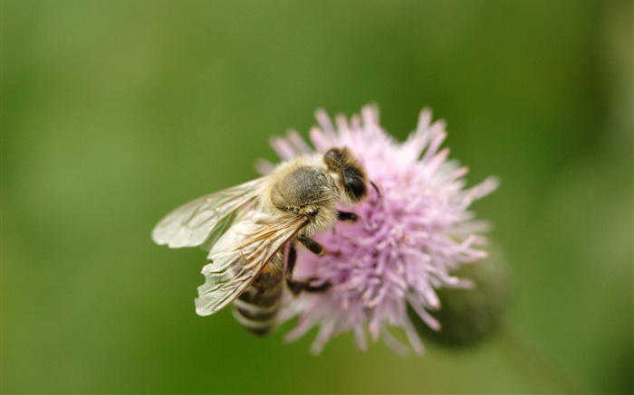Inseto, abelha, close-up, cor-de-rosa, flor Papéis de Parede, imagem
