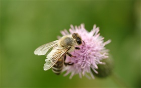 Inseto, abelha, close-up, cor-de-rosa, flor HD Papéis de Parede