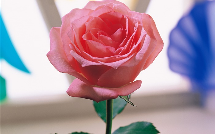 Uma rosa rosa Papéis de Parede, imagem