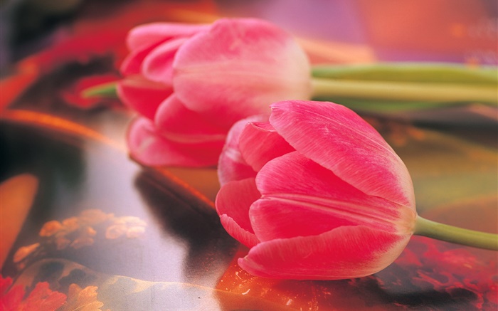 Rosa, tulips, flor, close-up Papéis de Parede, imagem