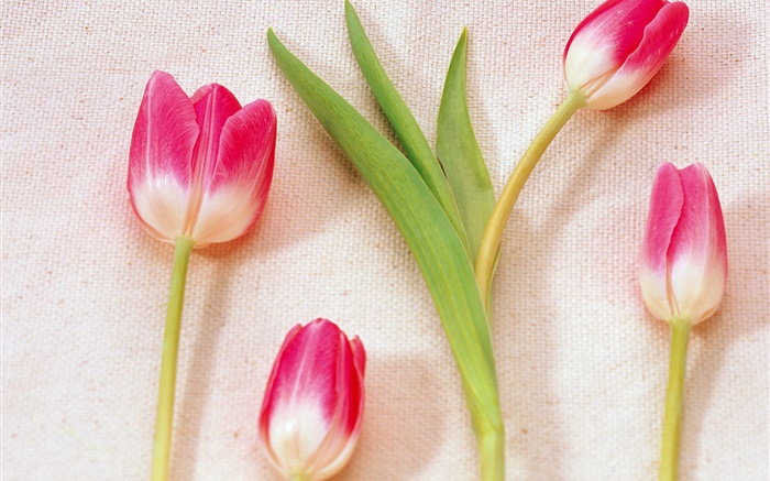 Rosa, branca, pétalas, tulips Papéis de Parede, imagem