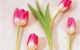 Rosa, branca, pétalas, tulips