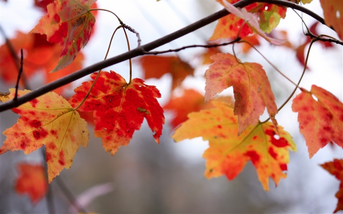 Vermelho, folhas, galhos, Outono Papéis de Parede, imagem