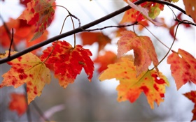 Vermelho, folhas, galhos, Outono HD Papéis de Parede
