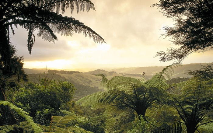 Pôr do sol, árvores, crepúsculo Papéis de Parede, imagem