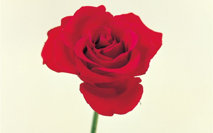 Uma rosa vermelha Papéis de Parede, imagem