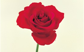 Uma rosa vermelha HD Papéis de Parede