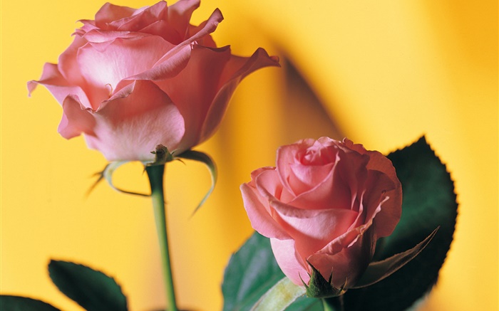 Rosa rosa, fundo amarelo Papéis de Parede, imagem