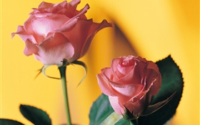 Rosa rosa, fundo amarelo HD Papéis de Parede