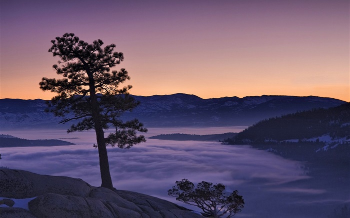 Árvore, nevoeiro, montanhas, amanhecer Papéis de Parede, imagem