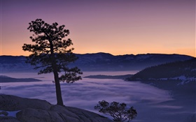 Árvore, nevoeiro, montanhas, amanhecer HD Papéis de Parede