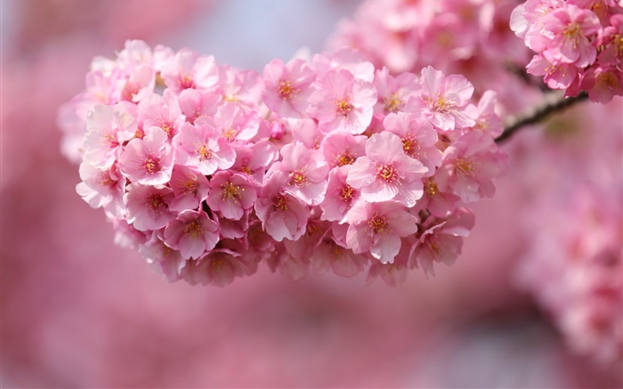 Rosa, cereja, flores, flor, primavera Papéis de Parede, imagem