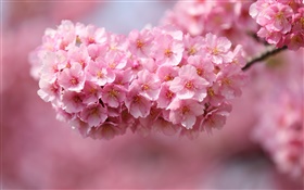 Rosa, cereja, flores, flor, primavera HD Papéis de Parede