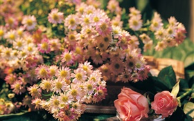 Rosa, flores, rosa, camomila HD Papéis de Parede